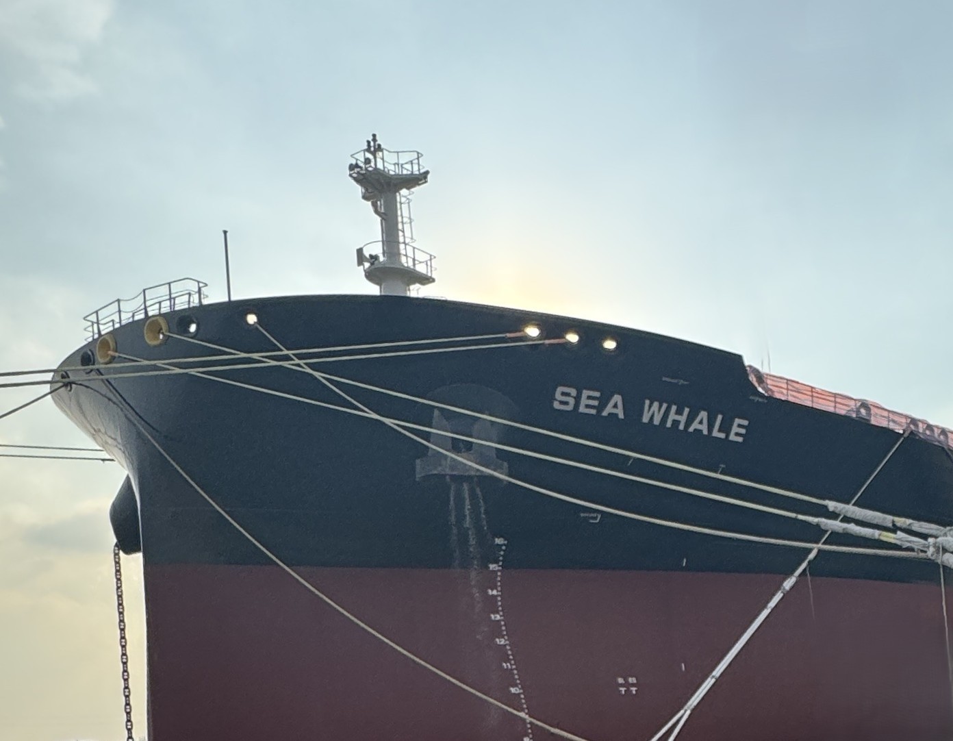 Sea Whale Delivery